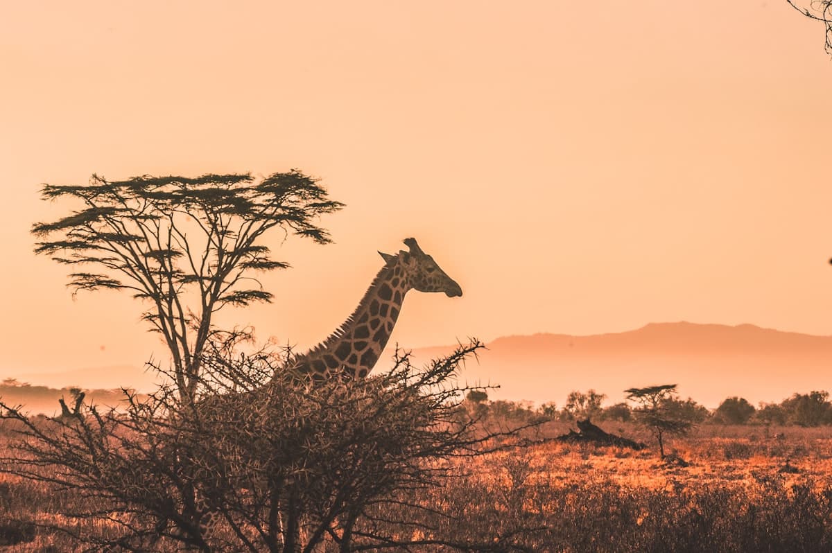 Navigating South Africa as an African Migrant: What You Need to Know